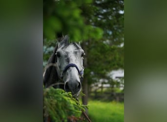 Westphalian, Gelding, 10 years, 16.2 hh, Gray-Dapple