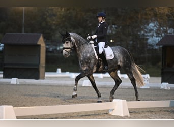 Westphalian, Gelding, 10 years, 16.2 hh, Gray-Dapple