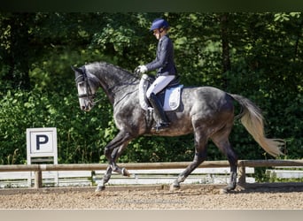 Westphalian, Gelding, 10 years, 16.2 hh, Gray-Dapple