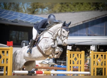 Westphalian, Gelding, 10 years, 16,2 hh, Gray