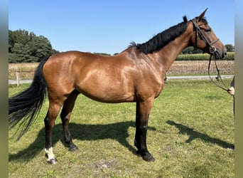 Westphalian, Gelding, 10 years, 16,3 hh, Brown