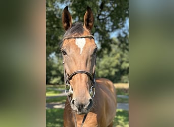 Westphalian, Gelding, 10 years, 16,3 hh, Brown