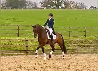 Westphalian, Gelding, 10 years, 16 hh, Bay