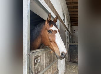 Westphalian, Gelding, 10 years, 16 hh, Brown-Light