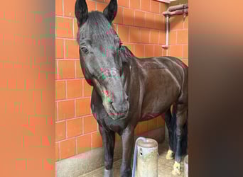 Westphalian, Gelding, 10 years, 16,2 hh, Black