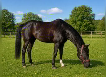 Westphalian, Gelding, 10 years, 16,2 hh, Black
