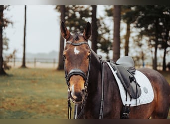 Westphalian, Gelding, 10 years, 16,2 hh, Brown