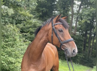 Westphalian, Gelding, 10 years, 16,2 hh, Brown