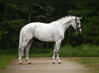 Westphalian, Gelding, 10 years, 16,2 hh, Grey