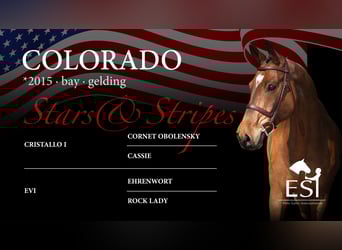 Westphalian, Gelding, 10 years, 16,3 hh, Brown