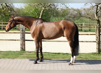 Westphalian, Gelding, 10 years, 16,3 hh, Brown