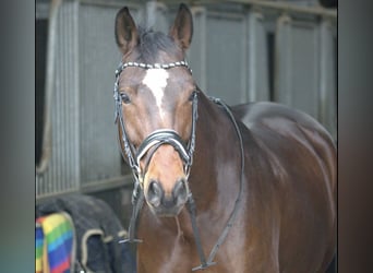 Westphalian, Gelding, 10 years, 17.1 hh, Bay-Dark