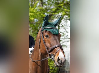 Westphalian, Gelding, 10 years, 17.1 hh, Brown