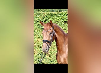 Westphalian, Gelding, 10 years, 17.1 hh, Chestnut