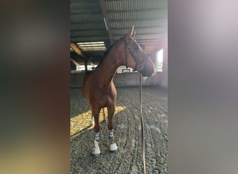 Westphalian, Gelding, 10 years, 17.1 hh, Chestnut-Red Westphalian, Gelding, 10 years, 17.1 hh, Chestnut-Red