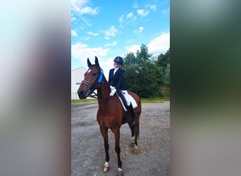 Westphalian, Gelding, 10 years, 17,2 hh, Brown