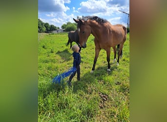 Westphalian, Gelding, 10 years, 17,2 hh, Brown