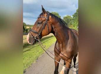 Westphalian, Gelding, 10 years, 17 hh, Brown