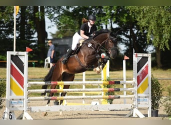 Westphalian, Gelding, 10 years, 17 hh, Brown