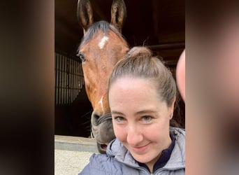 Westphalian, Gelding, 10 years, Brown