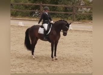 Westphalian, Gelding, 11 years, 16,1 hh, Bay-Dark