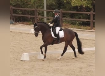 Westphalian, Gelding, 11 years, 16,1 hh, Bay-Dark