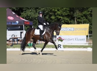 Westphalian, Gelding, 11 years, 16,1 hh, Bay-Dark