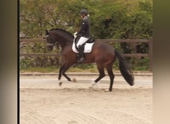 Westphalian, Gelding, 11 years, 16,1 hh, Bay-Dark