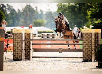 Westphalian, Gelding, 11 years, 16.1 hh, Bay