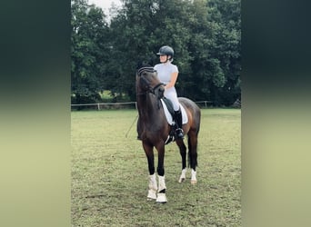 Westphalian, Gelding, 11 years, 16,2 hh, Bay-Dark