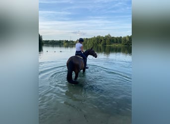 Westphalian, Gelding, 11 years, 16,2 hh, Bay-Dark