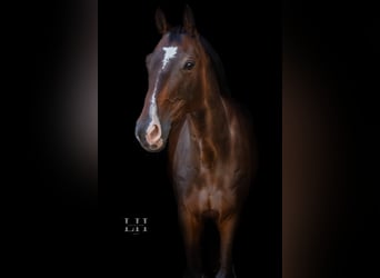 Westphalian, Gelding, 11 years, 16,2 hh, Bay-Dark