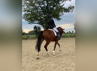 Westphalian, Gelding, 11 years, 16.2 hh, Brown-Light