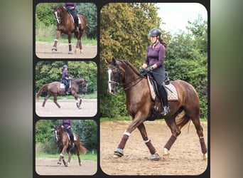 Westphalian, Gelding, 11 years, 16,2 hh, Chestnut