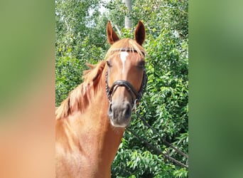 Westphalian, Gelding, 11 years, 16.2 hh, Chestnut-Red