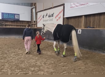Westphalian, Gelding, 11 years, 16.2 hh, Grey
