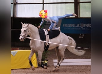 Westphalian, Gelding, 11 years, 16.2 hh, Grey