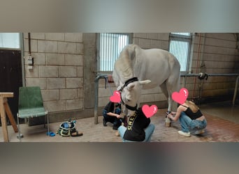 Westphalian, Gelding, 11 years, 16.2 hh, Grey