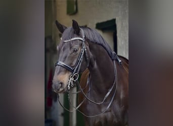 Westphalian, Gelding, 11 years, 16.3 hh, Brown