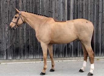 Westphalian, Gelding, 11 years, 16,3 hh, Chestnut