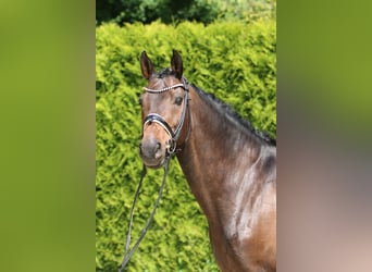 Westphalian, Gelding, 11 years, 16 hh, Bay-Dark