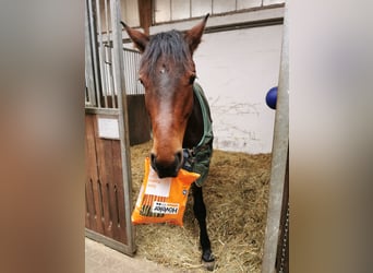 Westphalian, Gelding, 11 years, 16 hh, Brown