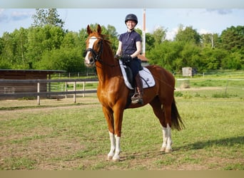 Westphalian, Gelding, 11 years, 16 hh, Chestnut-Red