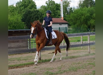 Westphalian, Gelding, 11 years, 16 hh, Chestnut-Red