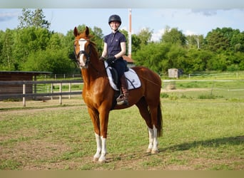 Westphalian, Gelding, 11 years, 16 hh, Chestnut-Red