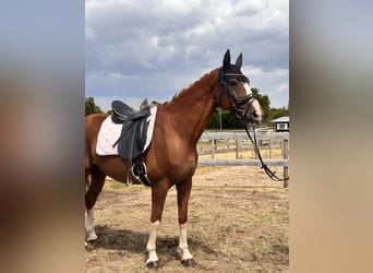 Westphalian, Gelding, 11 years, 16 hh, Chestnut-Red