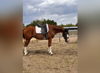 Westphalian, Gelding, 11 years, 16 hh, Chestnut-Red