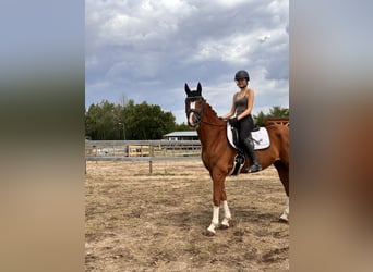 Westphalian, Gelding, 11 years, 16 hh, Chestnut-Red
