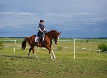 Westphalian, Gelding, 11 years, 16 hh, Chestnut-Red