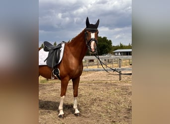 Westphalian, Gelding, 11 years, 16 hh, Chestnut-Red
